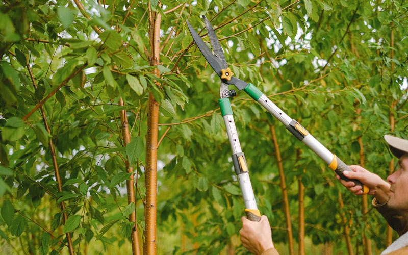 Tree trimming in Texola, OK