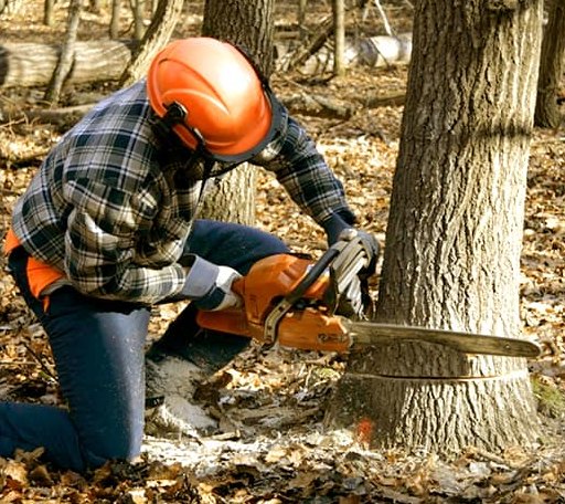 Tree Removal in Texola, OK
